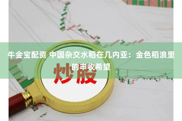 牛金宝配资 中国杂交水稻在几内亚：金色稻浪里的丰收希望